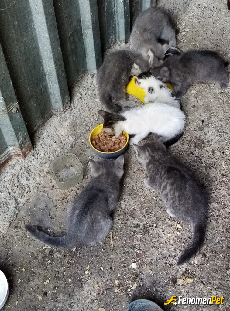 Sokak hayvanı besleme: Sabah suprizimiz
