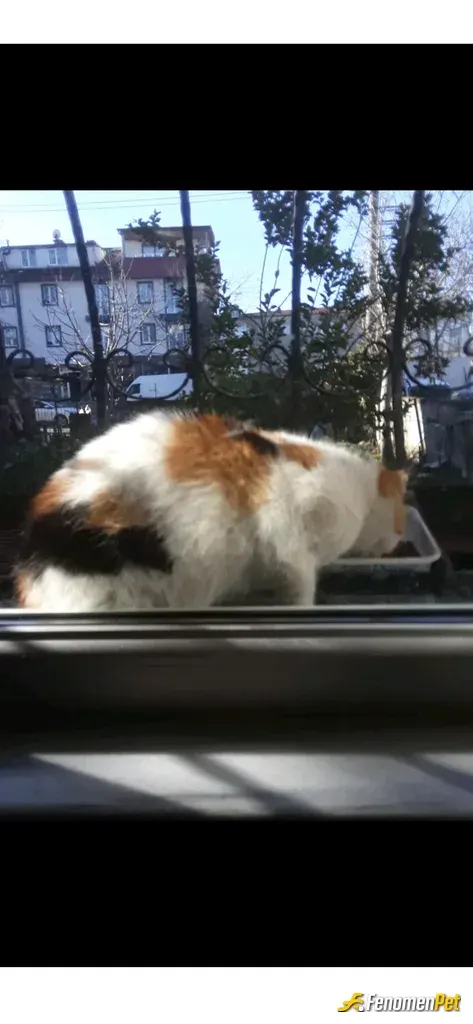 Sokak hayvanı besleme: Hayvanlar bizim yaşam manzarali olarak en güzel kaynağımızdir @omar08102
