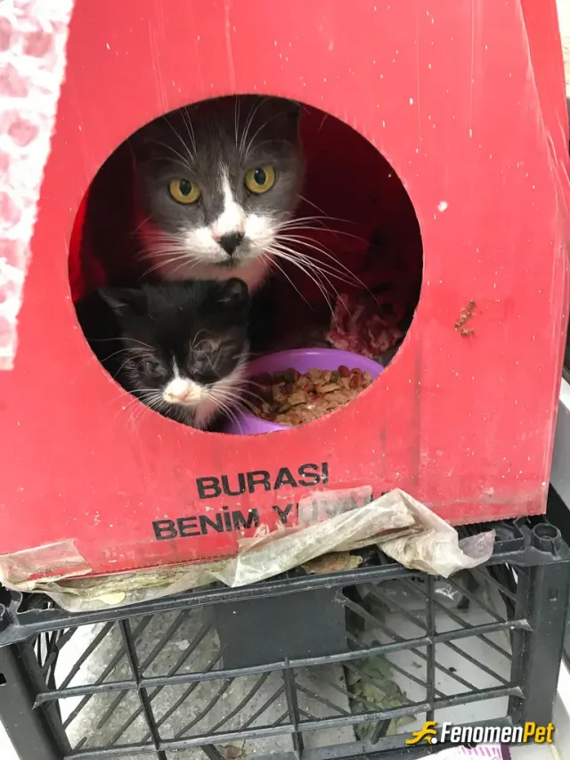 Sokak hayvanı besleme: şişli kurtuluşta düzenli olarak baktığımız hayvanlarımızdan sadece bir çifti. ayrıca bir kedi ve köpek sahibiy