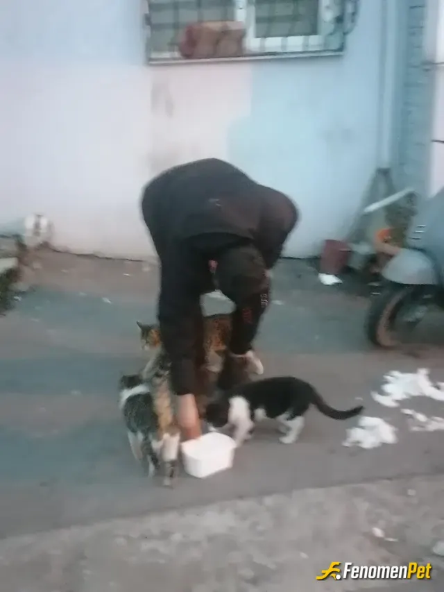 Sokak hayvanı besleme: Yemek verdim