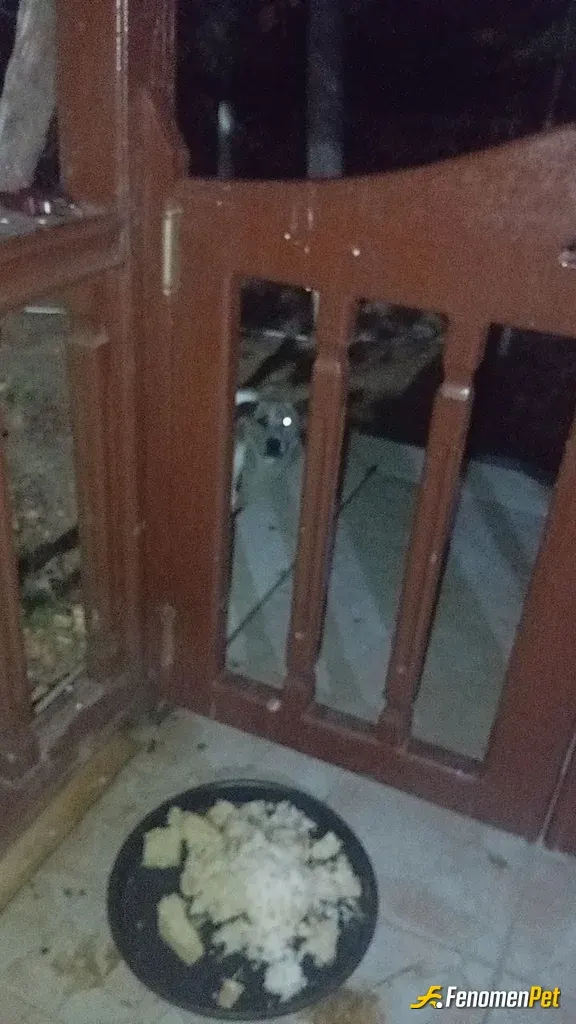 Sokak hayvanı besleme: Hayvanlara sahip çıkalım