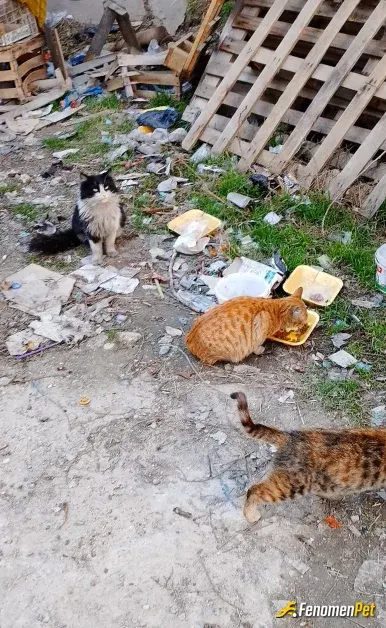 Sokak hayvanı besleme: bu güzellikler olmasa hayat çekilir mi?
