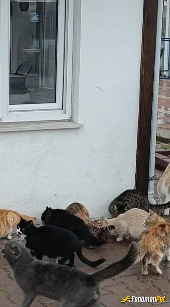 Sokak hayvanı besleme: Artan yemekler çöp olmasin