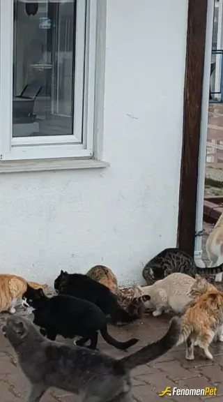 Sokak hayvanı besleme: Artan yemekler çöp olmasin