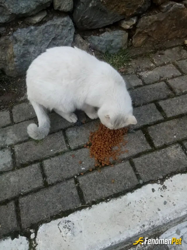 Sokak hayvanı besleme: Günlük olarak belirli noktalara kedi maması ve kap su bırakıyorum, ayrıca kedi-köpeklerin yiyebileceği artık (