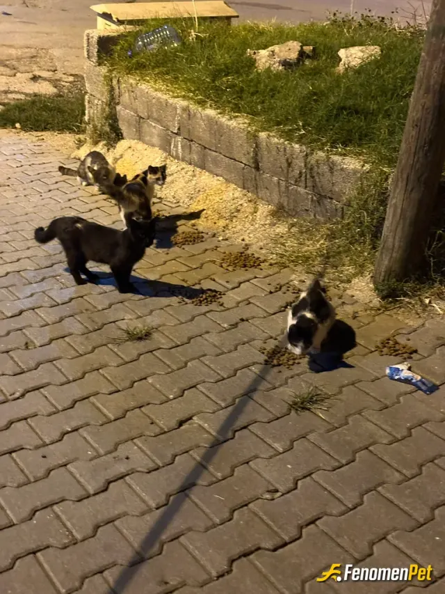 Sokak hayvanı besleme: hayvanları seven insanları da doğayı da sever. özünde her şey sevgiyle başlar zaten. sevmek...
#fenomenpet fe