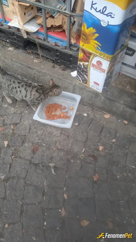 Sokak hayvanı besleme: Fenomenpet. Pati dostu Çalıştığım restaurantin arkasında bulunan hayvanlara yemek veriyorum