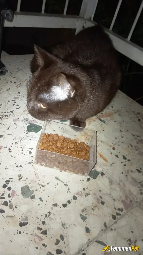 Sokak hayvanı besleme: Minik bir bebek gibi aynı