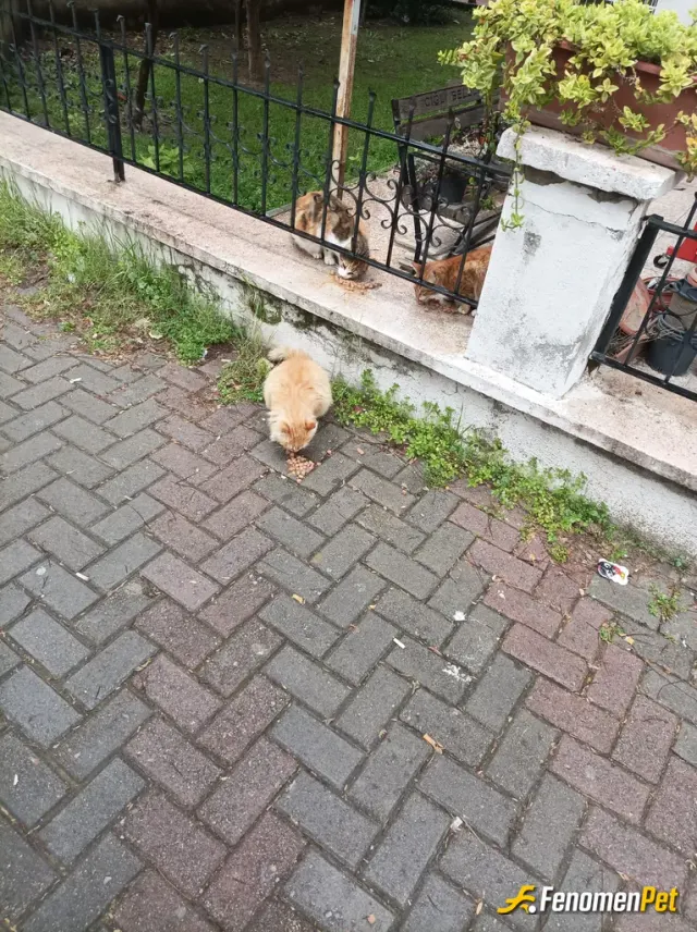 Sokak hayvanı besleme: Hergun düzenli olarak mama larini  ve sularını veriyorum çünkü evimdeki kedim nasıl sa sokaktaki kediler köpek