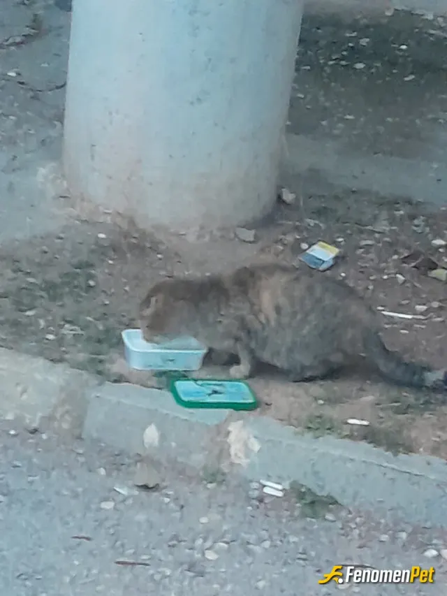 Sokak hayvanı besleme: Kedi asıgıyım🥰 iyilik cogaltıkca guzellesır