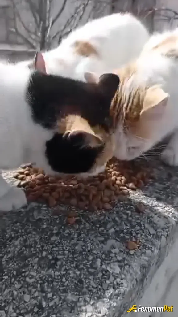 Sokak hayvanı besleme: Kedi maması alarak devamlı beslerim