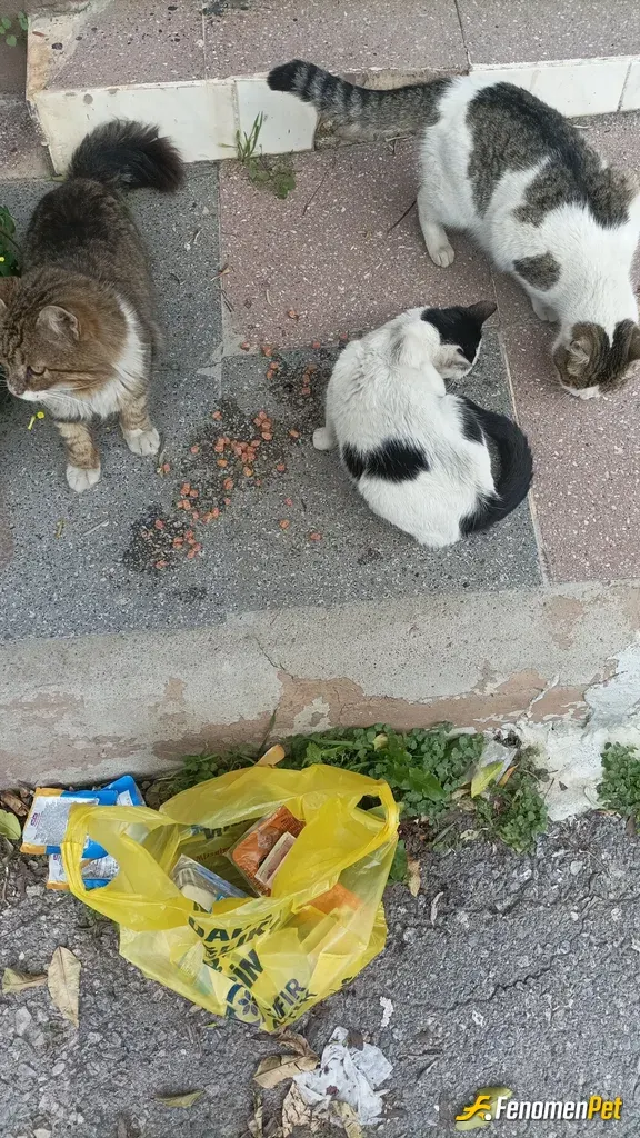 Sokak hayvanı besleme: Her gün besliyorum kedim öldüğünden beri sokaktaki kardeşlerine yardım ediyorum