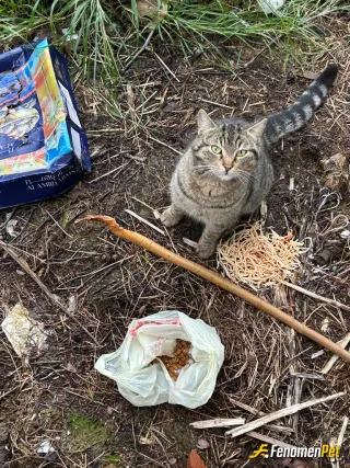 Sokak hayvanı besleme: Şunun güzelliğine bakar mısınız nasıl aç bırakılır bu canlar