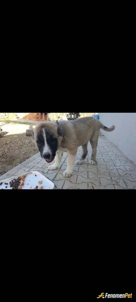Sokak hayvanı besleme: sokakta bakılan bi köpek bende bi kaç bir sey verip besliyorum
