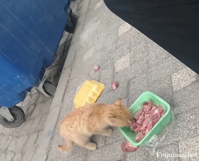 Sokak hayvanı besleme: Kendi yavrum gibi hissediyorum seviyorum besliyorum