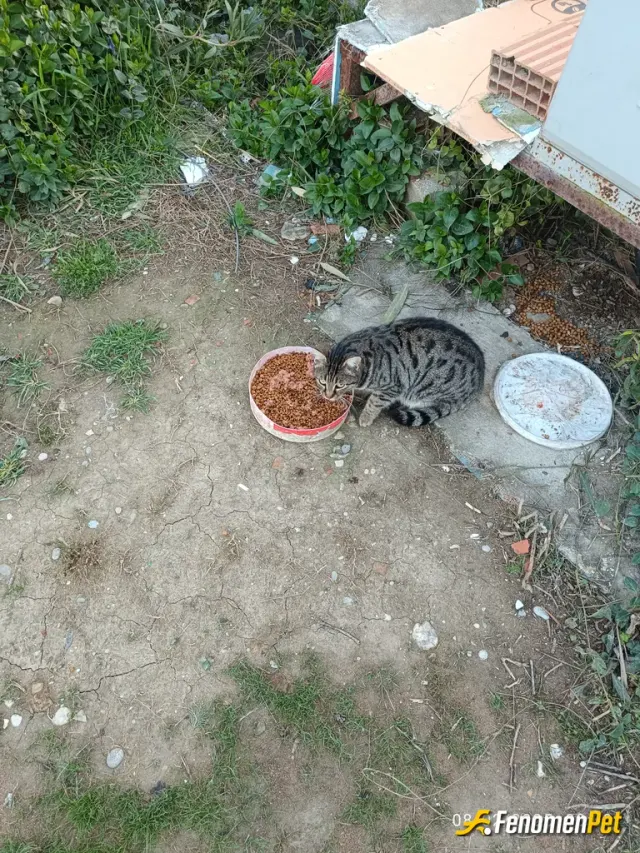 Sokak hayvanı besleme: #fenomenpet