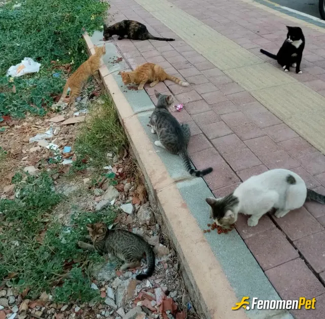 Sokak hayvanı besleme: Güzel yavrularım