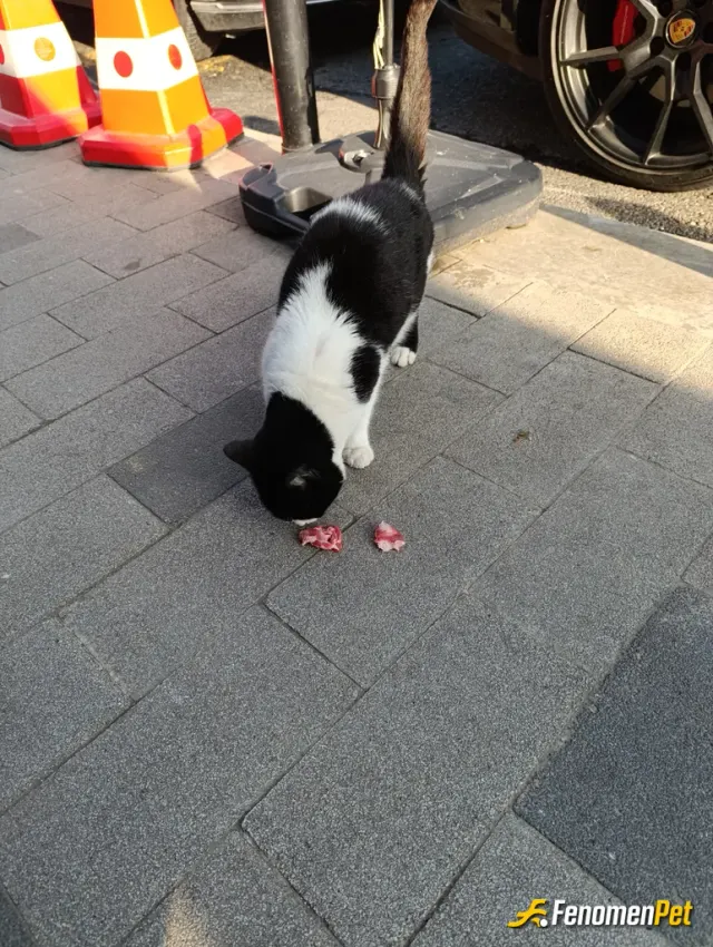 Sokak hayvanı besleme: Dönercide garson olarak çalışıyorum. Günü birlik kedi veya köpek sokak hayvanları için fazla kalan et veya dön