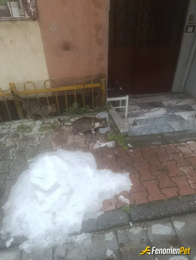 Sokak hayvanı besleme: merhaba bunlar oturduğum sokakta yaşayan kediler günde 2 kere markete çıktığımda sabah ve akşam olmak üzere so