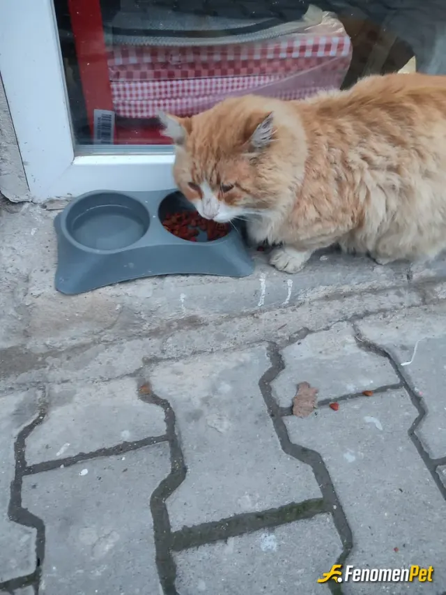 Sokak hayvanı besleme: Sokak Hayvanları İnsanlara Daha Sadık onları Beslemek insanlık görevimiz
