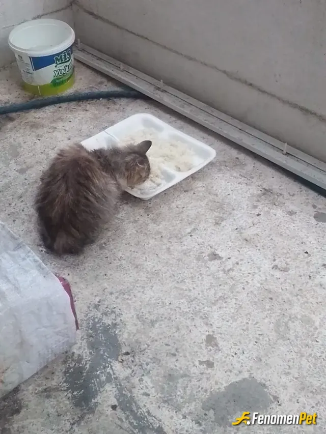 Sokak hayvanı besleme: İnsanlar nankör hayvanlar vicdanlı olmuş