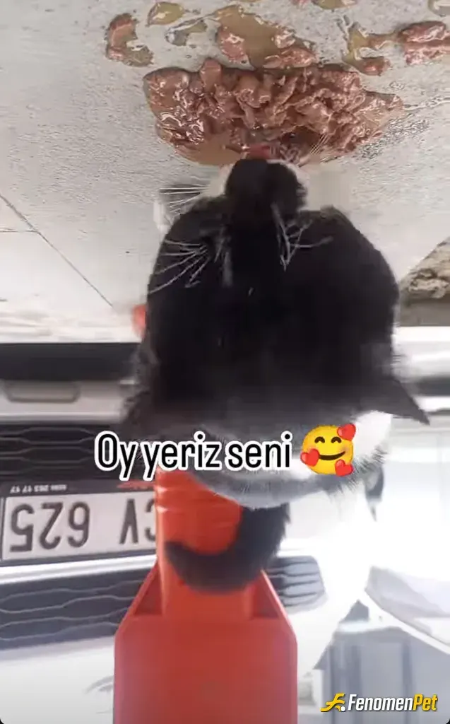 Sokak hayvanı besleme: #fenomenpet hayvanlarin yaninda