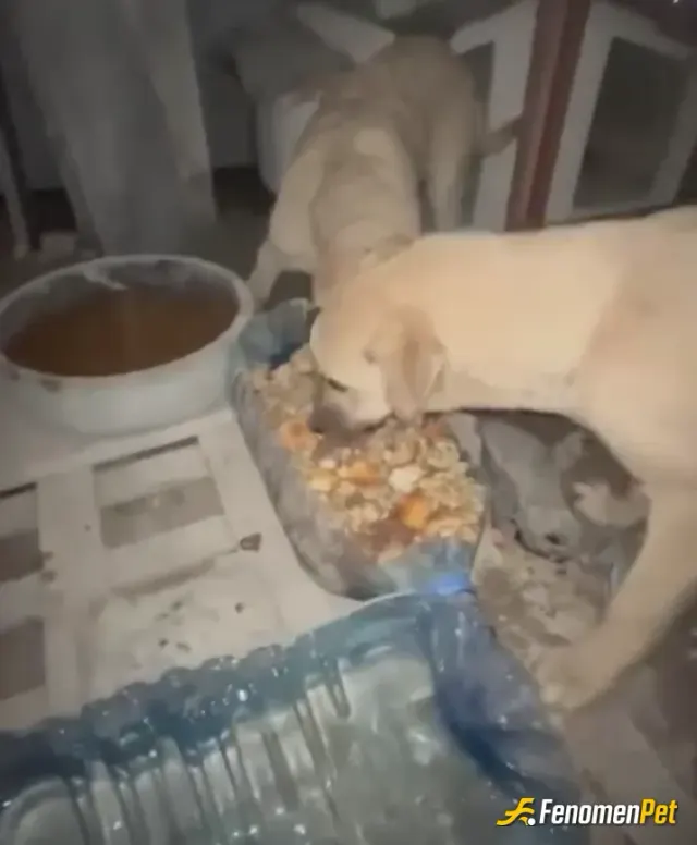 Sokak hayvanı besleme: 2 tane sokak köpeğine soğuk havada yemek verdim