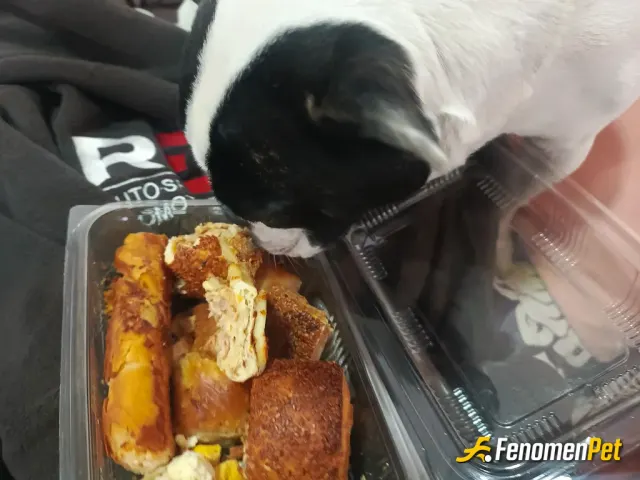 Sokak hayvanı besleme: Börek aldm verdim çok acıkmıştı
