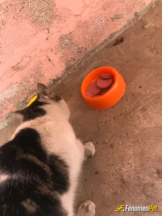 Sokak hayvanı besleme: Apartmanımızın vazgeçilmezii kapı kapı dolaşırr kim denk gelirse besleriz🤍 #fenomenpet