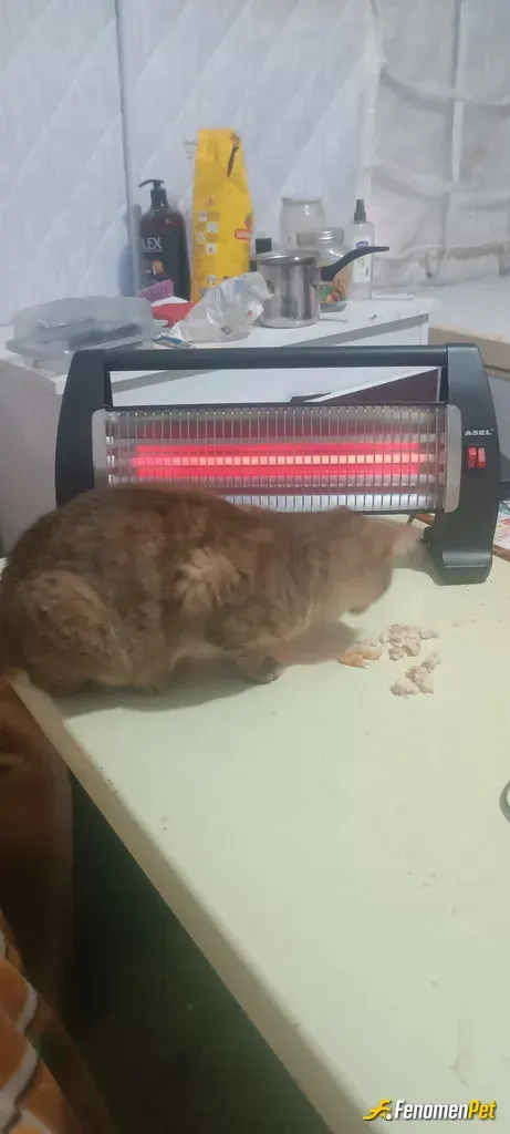 Sokak hayvanı besleme: Hatay'da çadırımda beraber ısındığımız kediciğim. ❤️