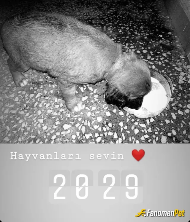 Sokak hayvanı besleme: #Fenomenpet