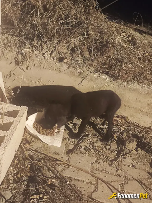 Sokak hayvanı besleme: Yavru siyah bir köpek buldum büyük ihtimalle annesinden ayrılmış veya annesini biri alıp götürmüş evin önünde 