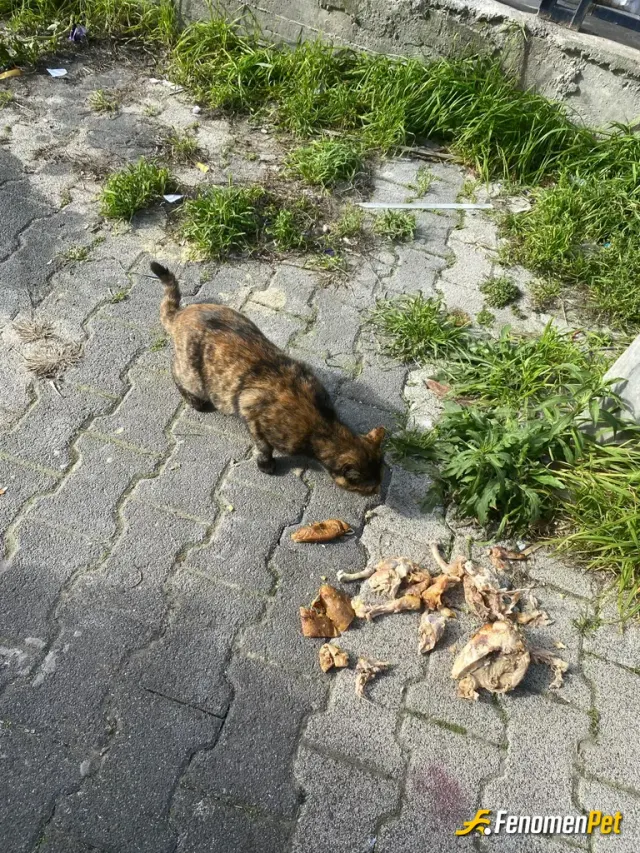 Sokak hayvanı besleme: #fenomenpet tam bir şahane