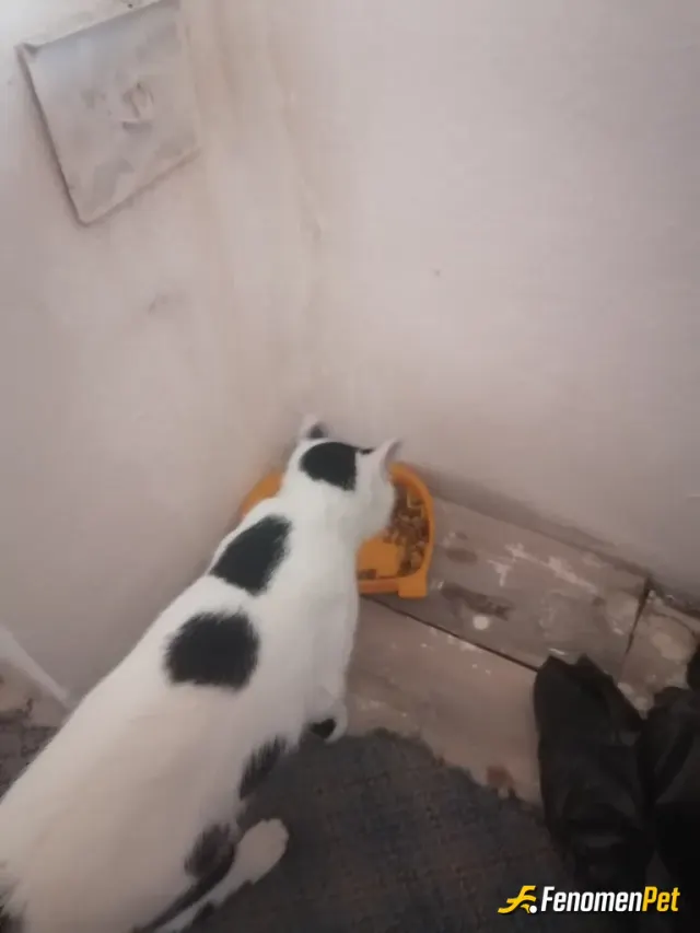 Sokak hayvanı besleme: ❤️