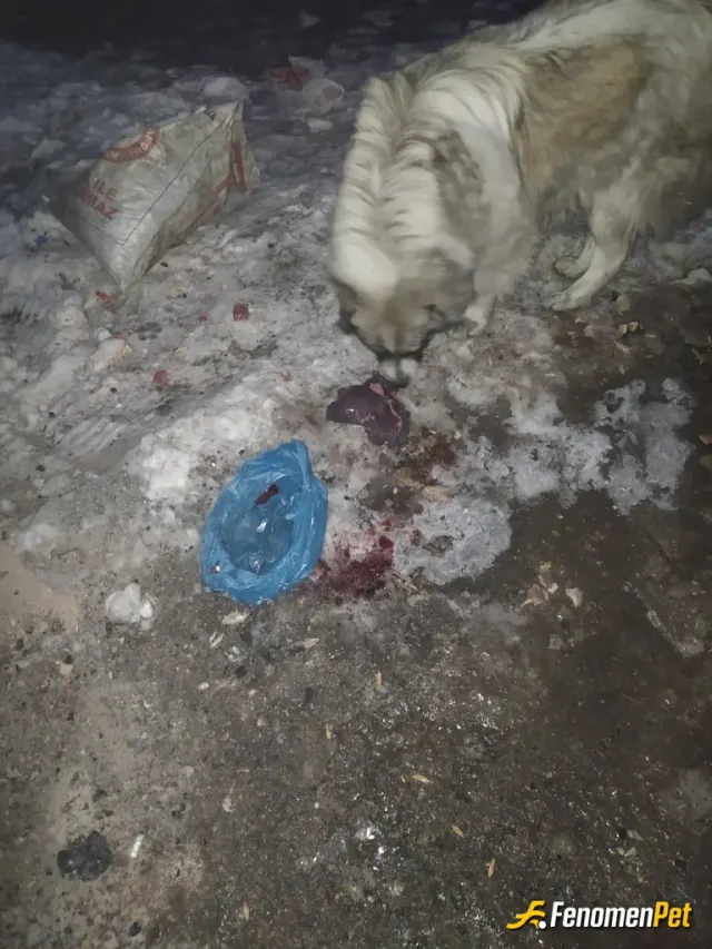 Sokak hayvanı besleme: Sokak hayvanları sokağa maruz kalmamalı cana yakın dostluk kurulmanıza davet ediyorum siz insanları.