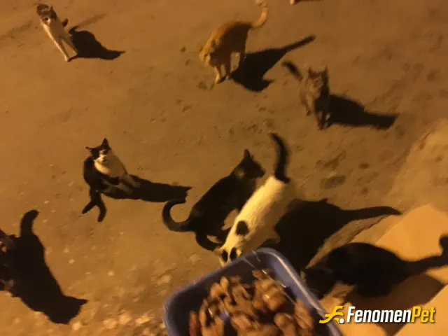 Sokak hayvanı besleme: #Fenomenpet  Merhaba 10 senedir sokak kedilerini besliyorum  :) bu dünyanın en güzel hissi