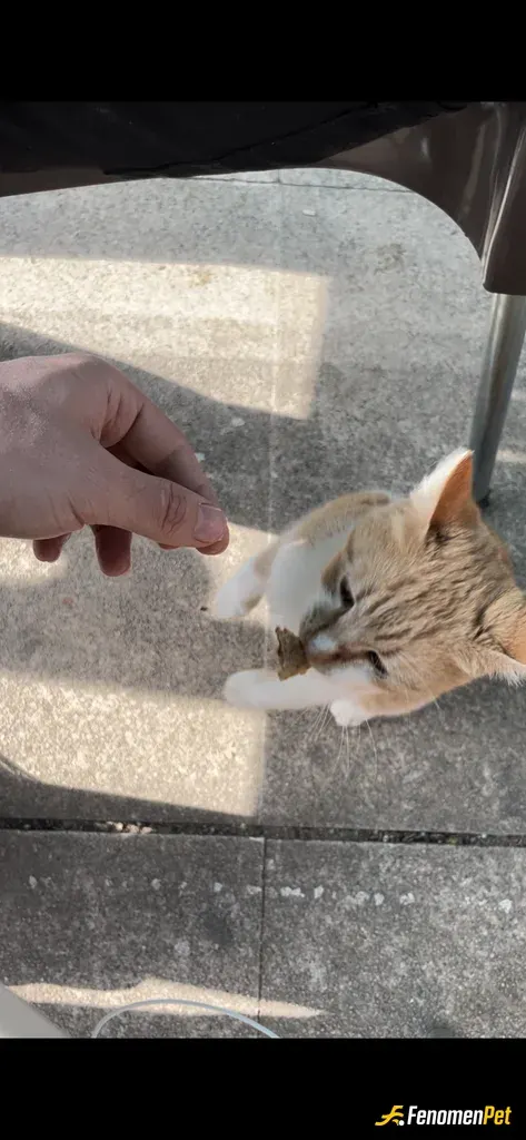 Sokak hayvanı besleme: Bu tatlılık abidesiyle söylediğim et yemeğimi paylaştım 🥹