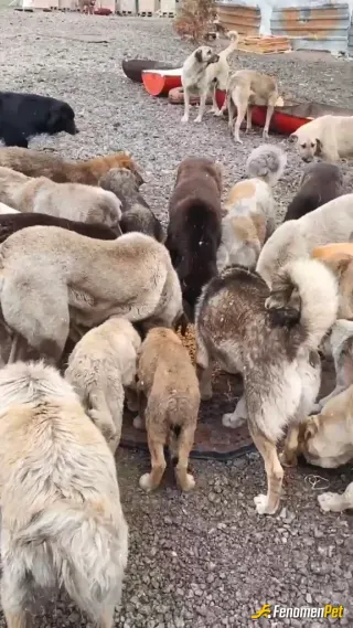 Sokak hayvanı besleme: Ben her hafta Ankara Mamak barınağına yardıma gidiyorum lütfen kuzularımızı yalnız bırakmayalım