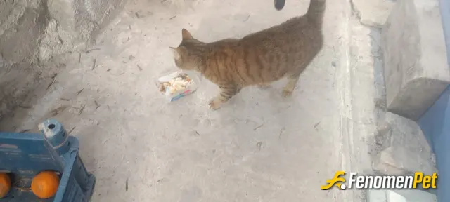 Sokak hayvanı besleme: Boncuğumu asla aç bırakmam 🥰