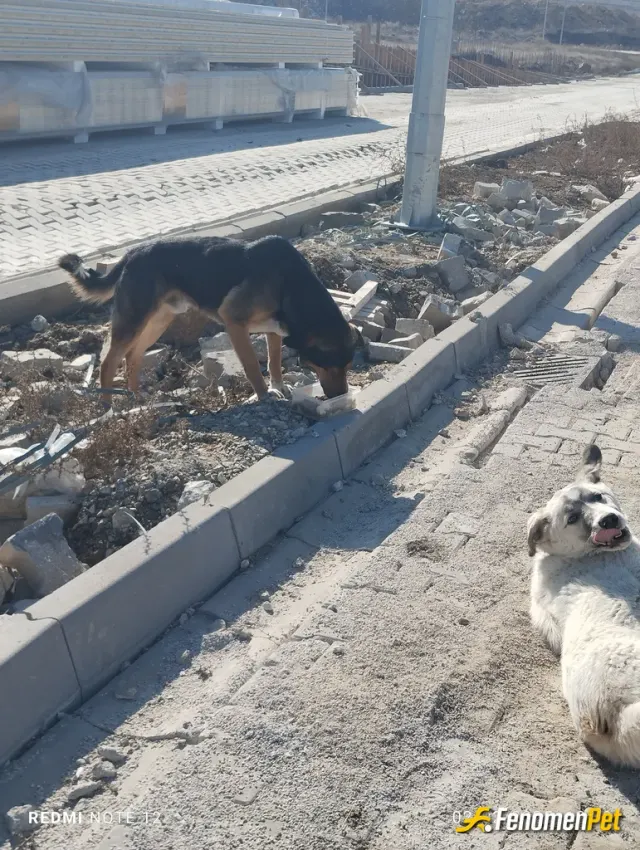 Sokak hayvanı besleme: #fenomenbet
#fenomenpet
Köpekler en sadık hayvanlardır