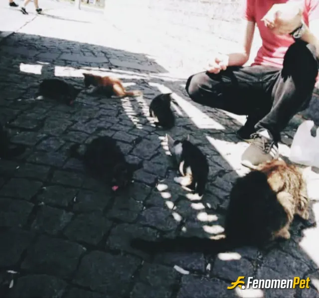 Sokak hayvanı besleme: #Fenomenpet Fenomenbet Pati Dostu

#Fenomenbet - Fenomenbet Patiler de kazanır!