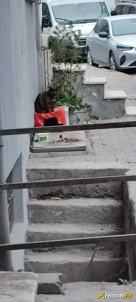 Sokak hayvanı besleme: Bir kap su bir kap mama