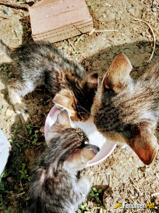 Sokak hayvanı besleme: Onlara sahip çıkın onları besleyin onları dışlamayın🥰