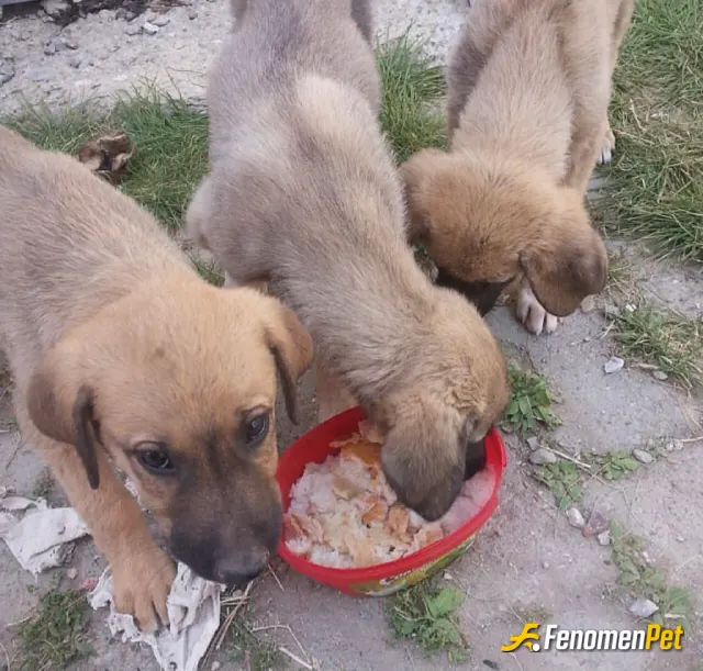 Sokak hayvanı besleme: Sokakta kedi görünce dayanamayıp eve alıp bakıyorum daha ne diyim
