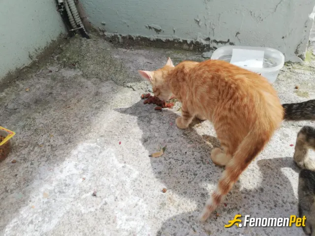 Sokak hayvanı besleme: Getir üzerinden kedi mamaları sipariş edip onu apartmanın önündeki kedilere veriyorum.Düzenli olarak getir üze