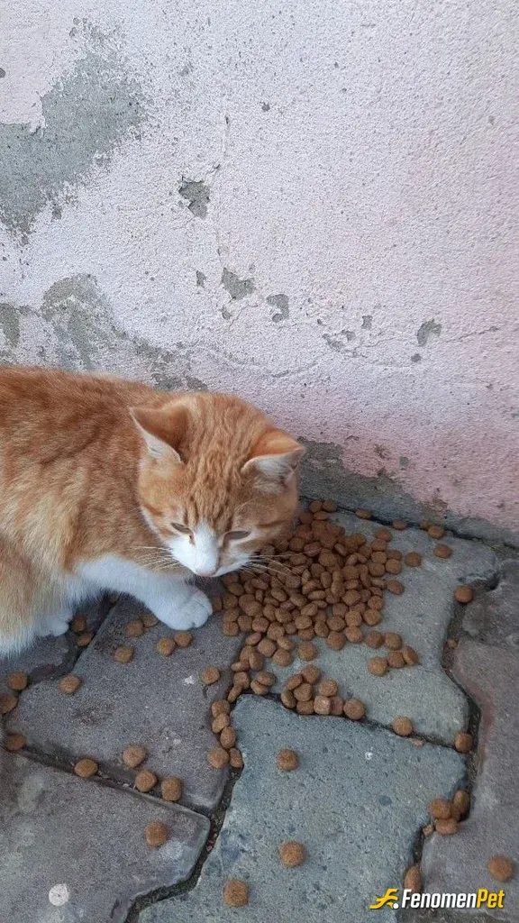 Sokak hayvanı besleme: #Fenomenpet Her Zaman İyilik Kazanacak... 😊