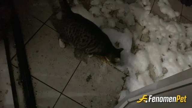 Sokak hayvanı besleme: yağmurda karda heryerde herzaman🫡