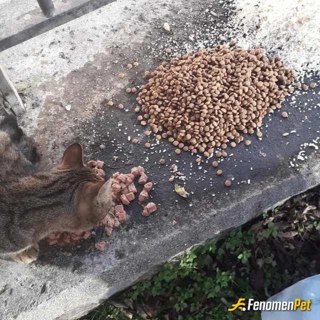Sokak hayvanı besleme: Kedi olsun, köpek olsun imkanım olduğu sürece beslemeye çalışıyorum, en azından insanlar gibi nankör değiller