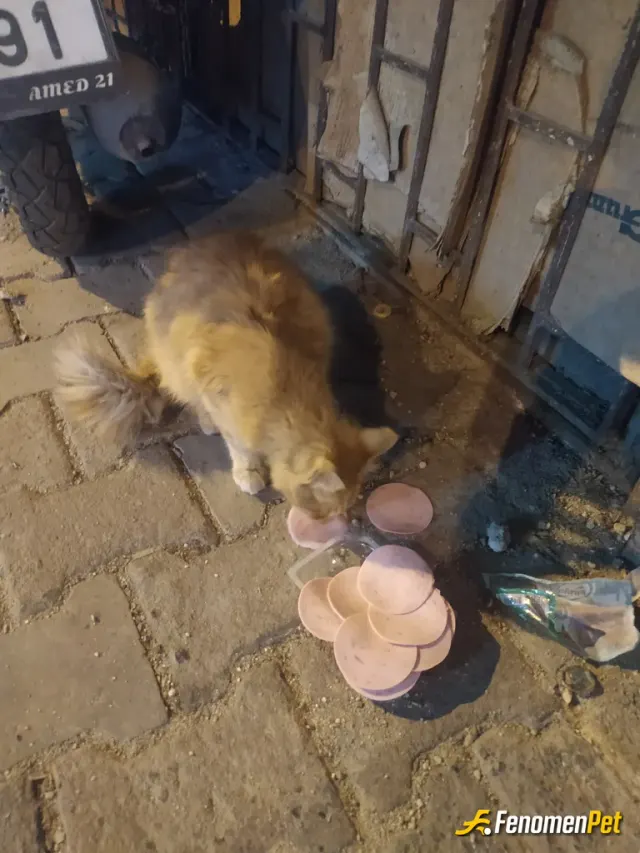 Sokak hayvanı besleme: Onları Seviyoruz <3