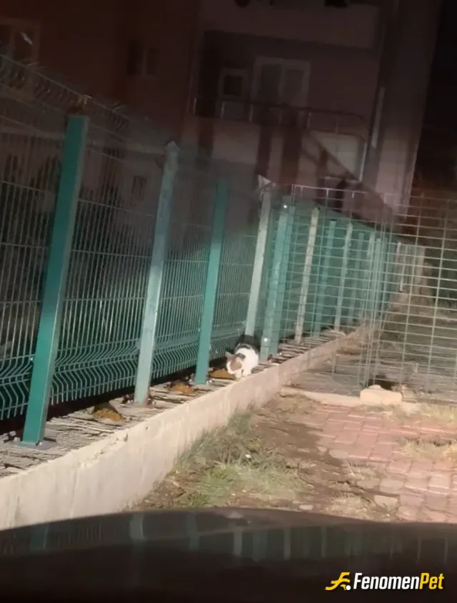 Sokak hayvanı besleme: Sütlaçın rutin mama saati 😁